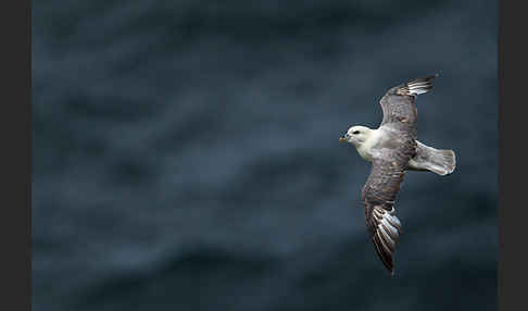 Eissturmvogel (Fulmarus glacialis)