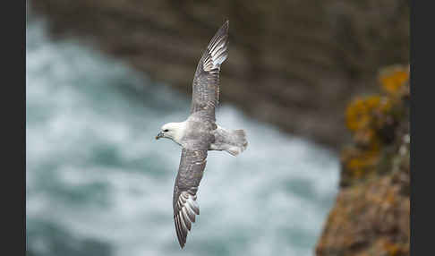 Eissturmvogel (Fulmarus glacialis)