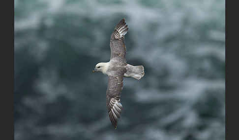 Eissturmvogel (Fulmarus glacialis)