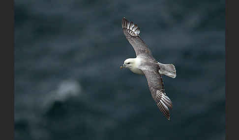 Eissturmvogel (Fulmarus glacialis)