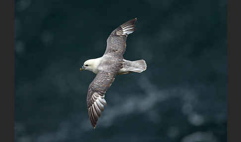 Eissturmvogel (Fulmarus glacialis)