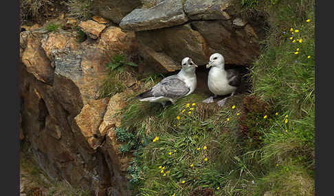 Eissturmvogel (Fulmarus glacialis)