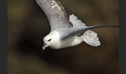 Eissturmvogel (Fulmarus glacialis)