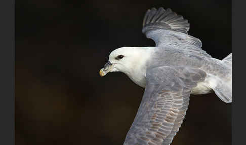 Eissturmvogel (Fulmarus glacialis)