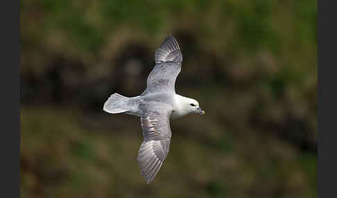 Eissturmvogel (Fulmarus glacialis)