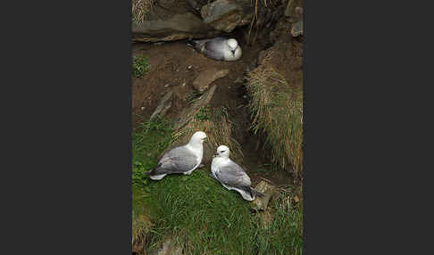 Eissturmvogel (Fulmarus glacialis)