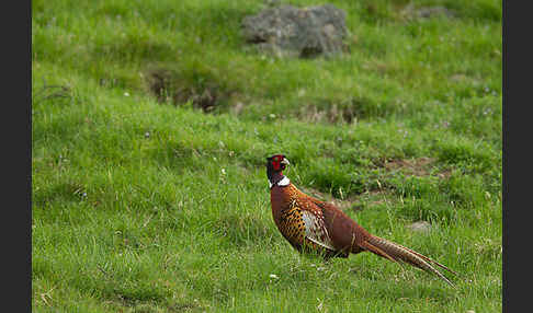 Fasan (Phasianus colchicus)