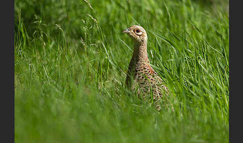 Fasan (Phasianus colchicus)