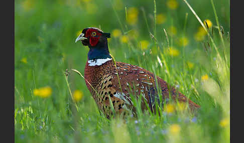 Fasan (Phasianus colchicus)