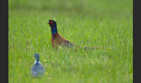 Fasan (Phasianus colchicus)