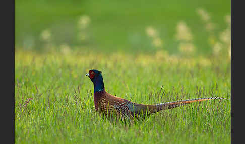 Fasan (Phasianus colchicus)