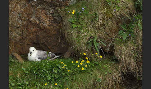 Eissturmvogel (Fulmarus glacialis)