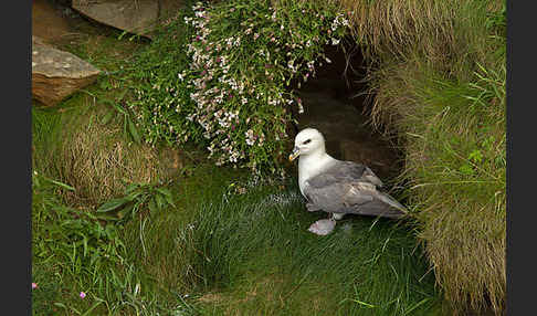 Eissturmvogel (Fulmarus glacialis)