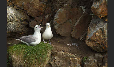 Eissturmvogel (Fulmarus glacialis)