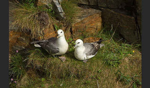 Eissturmvogel (Fulmarus glacialis)