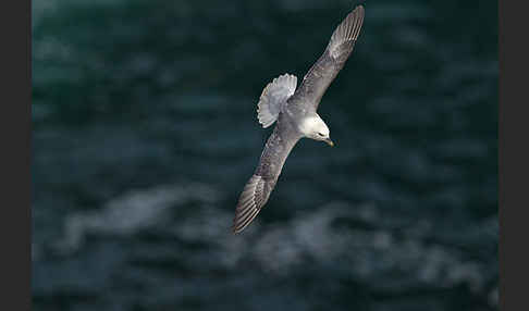 Eissturmvogel (Fulmarus glacialis)