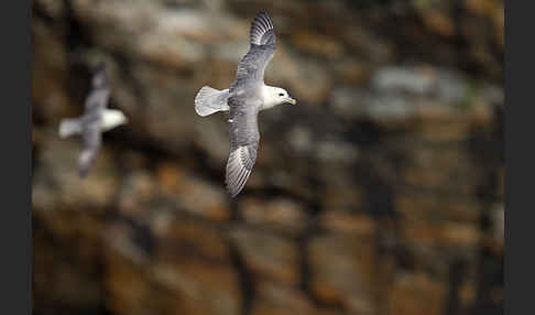 Eissturmvogel (Fulmarus glacialis)