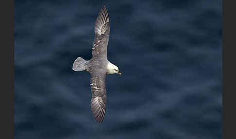 Eissturmvogel (Fulmarus glacialis)