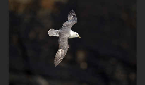 Eissturmvogel (Fulmarus glacialis)