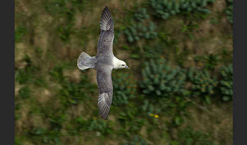 Eissturmvogel (Fulmarus glacialis)