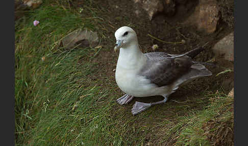 Eissturmvogel (Fulmarus glacialis)