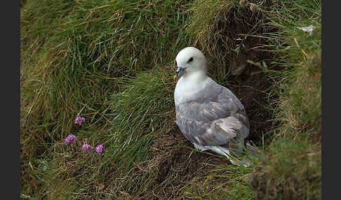 Eissturmvogel (Fulmarus glacialis)