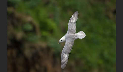 Eissturmvogel (Fulmarus glacialis)