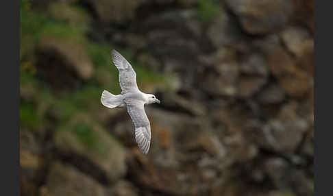 Eissturmvogel (Fulmarus glacialis)