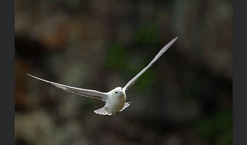 Eissturmvogel (Fulmarus glacialis)