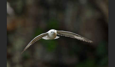 Eissturmvogel (Fulmarus glacialis)