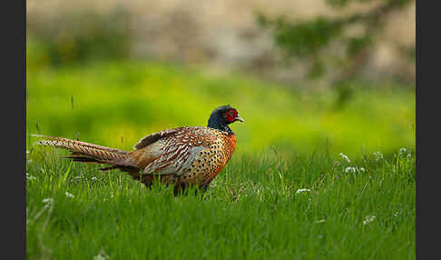 Fasan (Phasianus colchicus)