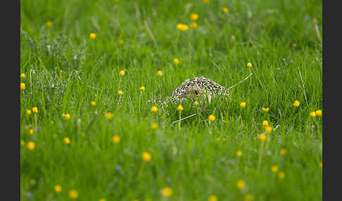 Fasan (Phasianus colchicus)