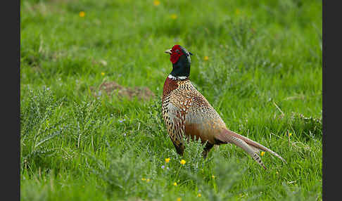 Fasan (Phasianus colchicus)