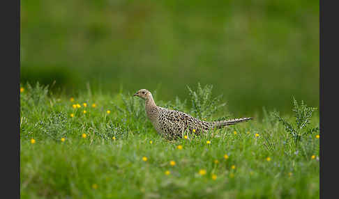 Fasan (Phasianus colchicus)