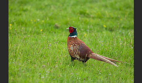 Fasan (Phasianus colchicus)