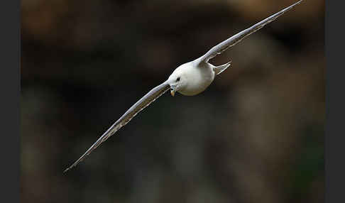 Eissturmvogel (Fulmarus glacialis)