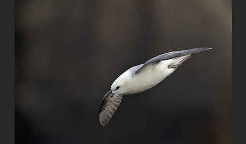 Eissturmvogel (Fulmarus glacialis)