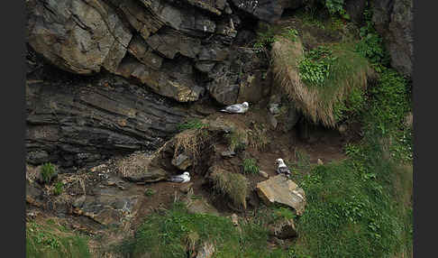 Eissturmvogel (Fulmarus glacialis)