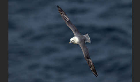 Eissturmvogel (Fulmarus glacialis)