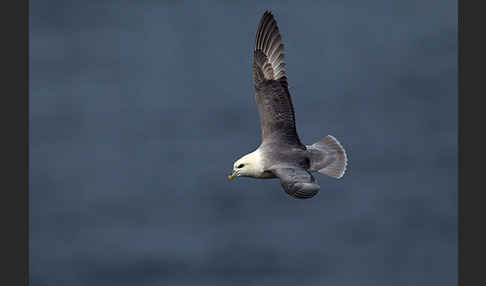 Eissturmvogel (Fulmarus glacialis)