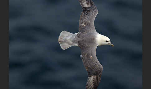 Eissturmvogel (Fulmarus glacialis)