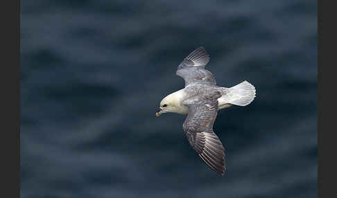 Eissturmvogel (Fulmarus glacialis)