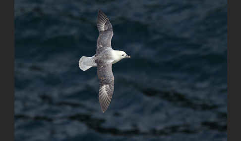 Eissturmvogel (Fulmarus glacialis)