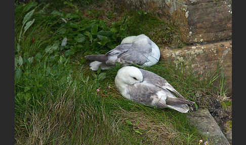 Eissturmvogel (Fulmarus glacialis)