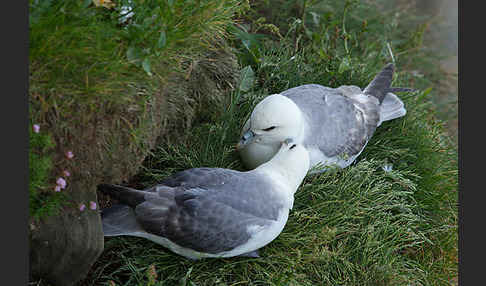 Eissturmvogel (Fulmarus glacialis)