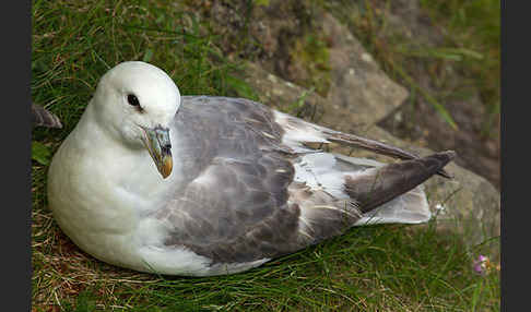 Eissturmvogel (Fulmarus glacialis)