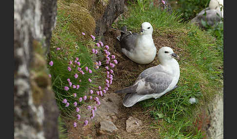 Eissturmvogel (Fulmarus glacialis)