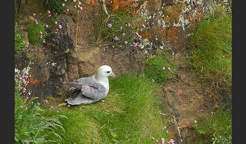 Eissturmvogel (Fulmarus glacialis)