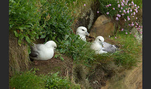 Eissturmvogel (Fulmarus glacialis)