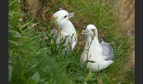 Eissturmvogel (Fulmarus glacialis)